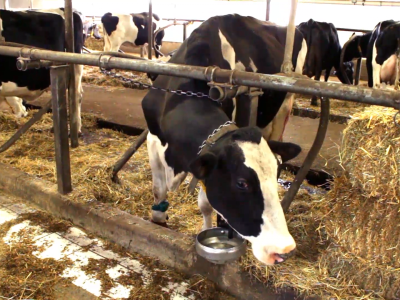 Ferme Strebel et Fils Ferme Strebel et Fils